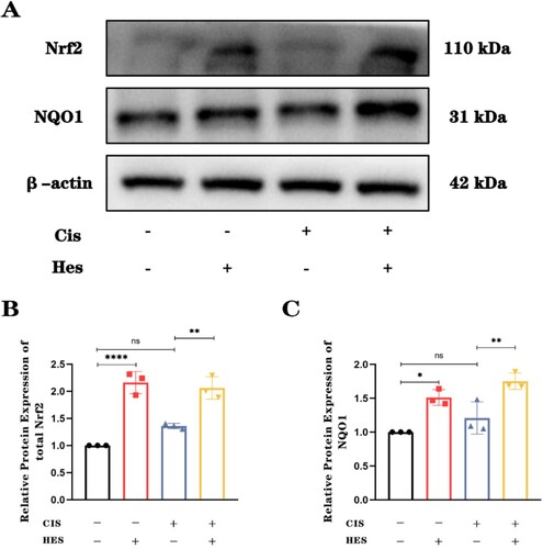 Figure 4. Hesperidin activates the Nrf2/NQO1 pathway to counteract cisplatin-induced damage. (A) Western blot results showing the expression of Nrf2 and downstream NQO1 in the different groups. n = 3. (B) and (C) Quantitative analysis of the Western blot results for Nrf2 and NQO1 showing the activation of Nrf2/NQO1 by hesperidin. ns: nonsignificant, *p < 0.05, **p < 0.01, ****p < 0.0001.