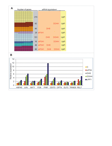 Figure 5. Up-regulation of cellular transcripts by depletion of Upf1 or eIF5A pathway genes. (A) Gene transcripts significantly up-regulated in RNA-Seq analysis by Upf1 knockdown (total 709) that were also up-regulated by knockdown of eIF5A1, DHS or DOHH singly or in combinations. (B) qPCR analysis showing up-regulation of 10 gene transcripts in cells depleted for eIF5A1, DHS, DOHH or Upf1. Data are normalized to siC-treated cells. Standard deviations are included but are too small to be readily visible; p-values were <0.01, and mostly <0.001, except where marked #. The genes were selected on the basis of their up-regulation in RNA-Seq analysis (see text for details).