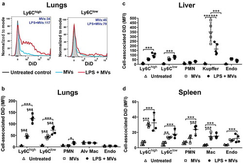 Figure 2. Uptake of circulating MVs during low-grade systemic inflammation. DiD-labelled MVs (240,000 FU) were injected i.v. into untreated or low-dose LPS-treated (20 ng, i.v. 2 h) mice. At 1 h post-MV injection, lungs, liver and spleen were harvested for preparation of fixed single-cell suspensions and analysis by flow cytometry. Histograms overlay plots are shown from individual mice for cell-associated DiD fluorescence in lung monocyte Ly6Chigh and Ly6Clow subsets (a). DiD MFI values for MV- and LPS+MV-treated mice are displayed in each plot. Cell-associated DiD fluorescence is indicated (mean fluorescence intensity: MFI) as a measure of MV uptake per cell in each of the cell populations (b–d). Data are displayed as mean ± SD and analysed by two-way ANOVA with Bonferroni correction tests. n = 4–5, *p < 0.05, **p < 0.01, ***p < 0.001.
