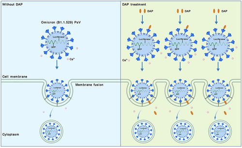 Figure 5. Schematic summary of PsV invasion to cells under DAP co-operation. Compared to the infection efficiency of PsV alone (the left), the cell number of PsV invasion was increased when DAP was supplemented to Ca2+-containing cell medium (the right). DAP interacts with S-protein of the PsV, then inserts to host cell membrane and promotes invasion of PsV.