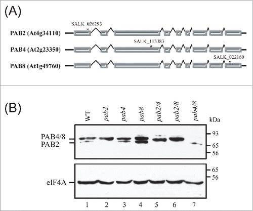 Figure 1. Mutants with altered expression of the widely-expressed class II PABP isoforms. (A) Gene structure and location of the T-DNA insertion in PAB2, PAB4, and PAB8 genes. Bars indicate exons and bent lines indicate introns. The location of the T-DNA insertion in each class II PABP member is indicated by the arrow head. (B) Western analysis of class II single and double PABP mutants to detect PABP (top panel) and eIF4A (bottom panel). PAB4 and PAB8 comigrate whereas PAB2 migrates just below.