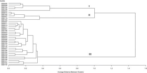 Figure 4. Dendrogram showing relationships among Colletotrichum isolates associated with diseased coffee berries based on cultural, morphological and pathological characteristics