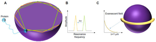 Figure 1 (A) Optical whispering gallery modes in spheres. (B) Resonant frequency shift observed during binding. (C) Polarization of biomolecules in evanescent field.