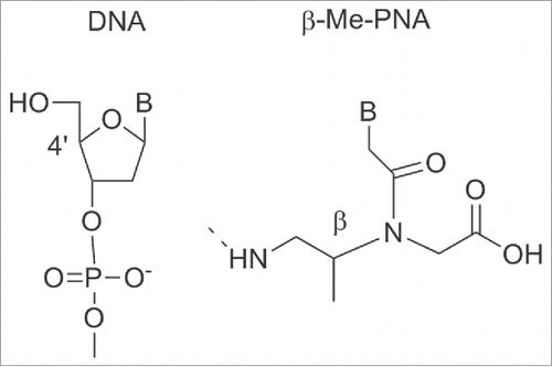 Figure 12. β–methyl PNA analog. Structures adapted from Ref. 107