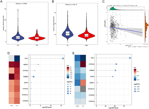 Figure 6 Drug characterization and analysis. (A) Violin plot of predicted IC50 in Lapatinib_1558 with TCGA bulk mRNA data. (B) Violin plot of predicted IC50 in Lapatinib_1558 with scRNA data. (C) Spearman correlation analysis of lapatinib between predicted IC50 and LM-index. (D) Expression of lapatinib targeted gene in TCGA bulk mRNA data. (E) Expression of lapatinib targeted gene in scRNA data.