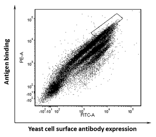 Figure 3. Competitive sorting of enriched yeast pool using the domain III.3 mutant K310E as a competitor. Sorting gate was set to sort out the cells that could not be competed by an excessive amount of the mutant.