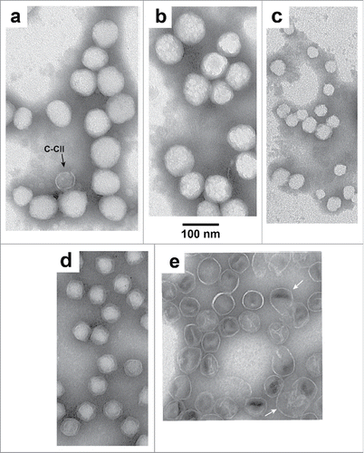 Figure 2. EM at higher magnification of (A–C) T3Su-1 U-NLD capsid II, (D) T3 heads from the study of reference Citation19, and (E) T3Su-1 NHD capsid II.