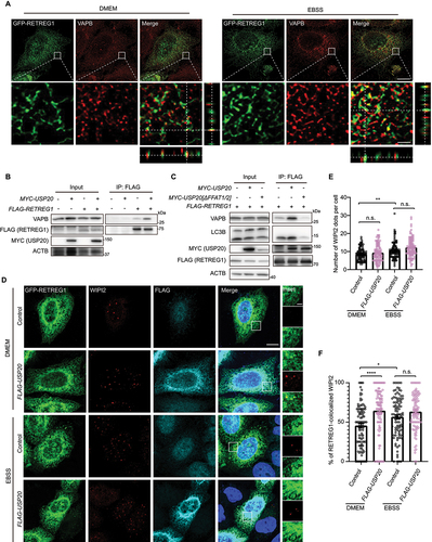 Figure 6. USP20 enhances the interaction between RETREG1 and VAPB on the ER. (A) Localization of RETREG1 and VAPB on the ER. HeLa cells were transfected with GFP-RETREG1. Following transfection, the cells were subjected to DMEM or EBSS treatment for 9 h prior to fixation. Subsequently, cells were immunostained with VAPB (red). Z-stack projection of representative images showing the signals of GFP-RETREG1 and VAPB was acquired by SIM. Scale bar: 10 μm. Insets indicate magnified orthogonal sectioning views of regions within the boxes. Scale bar: 2 μm. (B) USP20 promotes the interaction of RETREG1 with VAPB. HEK293FT cells were co-transfected with either the empty vector or MYC-USP20, along with the empty vector or FLAG-RETREG1. FLAG affinity isolation was performed using anti-FLAG magnetic beads, and the immunoprecipitated samples were subjected to immunoblotting analysis using the specific antibodies. ACTB was used as a loading control. (C) The USP20 FFAT1/2-deleted mutant does not enhance the interaction between RETREG1 and VAPB. HEK293FT cells were co-transfected with either the empty vector or MYC-USP20 or MYC-USP20[ΔFFAT1/2], along with FLAG-RETREG1. FLAG affinity isolation was performed using anti-FLAG magnetic beads, and the immunoprecipitated samples were subjected to immunoblotting analysis using the specific antibodies. ACTB was used as a loading control. (D) Overexpression of USP20 leads to an increase in the colocalization of WIPI2 with RETREG1 under both normal and starvation conditions. HeLa cells were transfected with the control vector or FLAG-USP20, along with GFP-RETREG1. Following transfection, the cells were subjected to DMEM or EBSS treatment for 9 h prior to fixation. Subsequently, cells were immunostained with WIPI2 (red) and FLAG (cyan). Scale bar: 10 μm. Insets indicate the enlarged area. Scale bar: 2 μm. (E and F) the number of WIPI2 dots per cell (E) and the percentage of RETREG1-colocalized WIPI2 (F) from (D) was quantified.