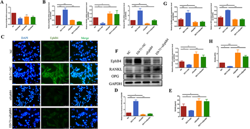 Figure 4 The inhibitory effect of ED-71 on RANKL/OPG is reversed by knocking down EphB4 in MC3T3-E1 cells. (A) The effective small interfering RNA was screened by RT-PCR. (B) The mRNA expression of EphB4, RANKL and OPG in MC3T3-E1 cells in NC, ED-71+NC, SiEphB4, and ED-71 + SiEphB4 groups was detected by RT-PCR after 7 days of induce. All groups were stimulated by H2O2. (C) The immunofluorescence staining of EphB4 in MC3T3-E1 cells after siEphB4 transfection. Bar, 100 μm. (D) The statistical analysis of fluorescence intensity. (E) The secretion of RANKL was detected by ELISA after siEphB4 transfection. (F) The protein level of EphB4, RANKL and OPG in MC3T3-E1 cells were detected by Western blot after 7 days of induce. (G) The statistical analysis of Western blot results. (H) Relative ratio of RANKL to OPG in the protein level after the siEphB4 transfection. All experiments were carried out by at least 3 times and data were expressed as mean ± SD. *P<0.05. **P<0.01. ***P<0.001. NC, negative control; ED-71+NC, eldecalcitol+ negative control; SiEphB4, small-interfering EphB4; and ED-71 + SiEphB4, eldecalcitol+ small-interfering EphB4.