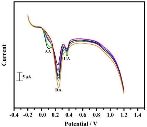 Figure 9. The cyclic voltammogram obtained for DA (10 µM–60 µM) in PBS of pH 7.4 at a scan rate of 0.05 Vs−1 in the presence of AA and UA (10 µM) at tavaborole MCPE.