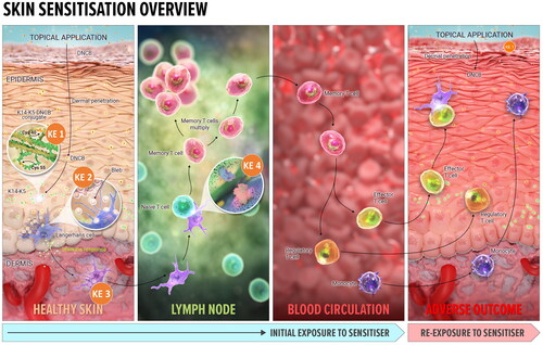 Figure 1. Overview of the skin sensitization AOP. KE1: Covalent binding to skin proteins, the MIE for skin sensitization. Bioavailable, electrophilic chemical must bind covalently to skin proteins, forming a complete antigen recognised by the immune system. KE2: Keratinocytes activation, resulting in upregulation of inflammatory cytokines and chemokines, and induction of cytoprotective gene pathways. KE3: APCs activation and presentation of haptenated proteins to T cells, leading to migration of activated T cells into circulation, completing induction phase of sensitization. KE4: T cell proliferation in response to the haptenated protein presented by APCs, leading to the activation of memory T cells. Adverse outcome (ACD): the clinical manifestation of skin sensitization (elicitation) occurs on subsequent exposure to the same or a cross-reactive chemical. Each KE described above also occurs during elicitation, with some modification. The sensitizing chemical binds covalently to skin proteins, which are then processed and presented to the memory specific T cells. Memory T cells are attracted to the skin site of the exposure by the increased secretion of inflammatory cytokines by keratinocytes. The elicitation phase culminates in the inflammatory response local to the site of exposure to the same (or cross-reactive) chemical the individual has previously been sensitized to. Image: NEXU Science communication.