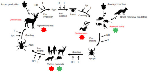 Figure 1 Eco-epidemiology of Lyme disease in the USA including both abiotic and biotic factors that influence hosts or the vector tick Ixodes scapularis.