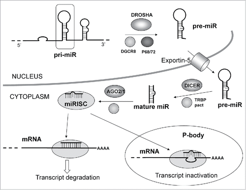 Figure 5. MicroRNA pathway: The primary miRNA transcript (pri-miR) is processed by DROSHA–DGCR8 (Pasha) complex in the nucleus. The maturation includes the production of the primary miRNA transcript (pri-miRNA) by RNA polymerase II or III and cleavage of the pri-miRNA by the complex Drosha–DGCR8 (Pasha) in the nucleus. The resulting precursor hairpin, the pre-miRNA, is exported from the nucleus by Exportin-5–Ran-GTP. In the cytoplasm, the RNase Dicer in complex with the double-stranded RNA-binding protein TRBP cleaves the pre-miRNA hairpin to its mature length. The functional strand of the mature miRNA is loaded together with Argonaute (Ago2) proteins into the RNA-induced silencing complex (RISC), where it guides RISC to silence target mRNAs through mRNA cleavage, translational repression or deadenylation, whereas the passenger strand (black) is degraded. Original Source “Targets in Gene Therapy (Intech) DOI: 10.5772/21081.
