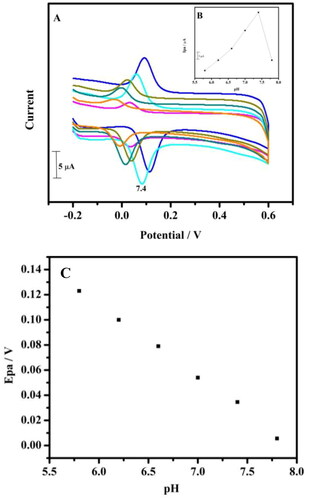 Figure 2. (A) Cyclic voltammogram of the tavaborole/MCPE in 0.2 M PBS solution containing 10 µM HQ with different pH at a scan rate of 0.05 Vs−1. (B) The graph of Ipa versus varied pH values. (C) The linearity plot of Epa versus varied pH values.