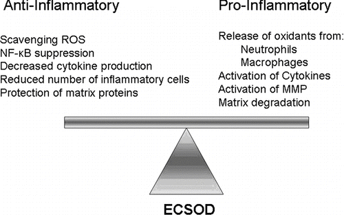 Figure 1 ECSOD modulates oxidative damage and inflammation. ECSOD creates a less oxidizing environment by reducing the highly reactive superoxide radical (O2· −) to the less reactive hydrogen peroxide molecule (H2O2). Other lung antioxidants, such as catalase and peroxidases, further reduce H2O2 to water. Thus, in the presence of ECSOD and other antioxidants there are fewer reactive oxygen species, which creates an anti-inflammatory environment. However, when ECSOD is not present, a more oxidizing environment occurs because O2· − quickly forms other reactive oxygen species, i.e., hydroxyl radical (OH·), peroxynitrite (ONOO−), and bleach (HOCl). A more oxidizing environment promotes pro-inflammatory signaling that can lead to matrix degradation.