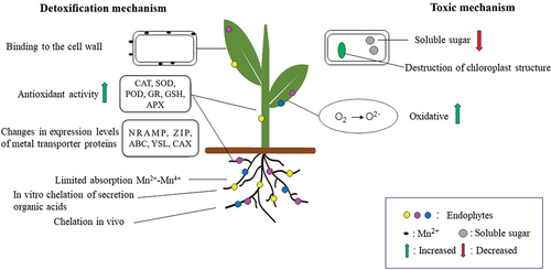 Figure 3. Toxic effects of manganese on plants and detoxification mechanisms of endophytes in response to manganese stress. Manganese stress harms plants by reducing soluble sugars, destroying chloroplast structure, producing excessive reactive oxygen species, and inhibiting root growth. Endophytes help plants alleviate Mn stress mainly by limiting Mn attachment to cell walls, regulating antioxidant system of plants and the transport of their metal transporter proteins, restricting the uptake of Mn ions by roots, and secreting organic acids for chelating in vitro.