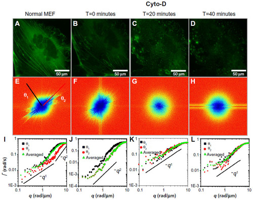 Figure 4 Long-term effect of cyto-D treatment on MEFs.