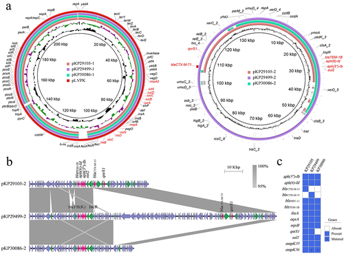 Figure 1. Genomic profiles of these 3 clinical K. pneumoniae strains KP29105, KP29499 and KP30086. (a) Circular maps of plasmids in these 3 strains (b) Major structural features of the multi-resistance plasmids in the 3 K. pneumoniae isolates. pKP29499–2 integrated an IncR type plasmid after an insertion sequence IS6 of pKP29105–2, and blaCTX-M-15 becomes blaCTX-M-71 by single amino acid substitution. Whereas pKP30086–2 had a large fragment deletion compared with pKP29499–2, and the blaCTX-M gene was located in this fragment (figure 1B). Boxed arrows indicate the positions of open reading frames (ORFs) and their directions of transcription. ORFs encoding resistance genes are portrayed by red arrows. Green arrows indicate insertion sequences. Gray areas denote more than 95% DNA identity between sequences. (c) Resistance genes in the 3 clinical K. pneumoniae strains. Asterisks represent genes with mutations.