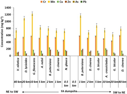 Figure 4. Heavy metal concentration found in dominant shrub species growing within 40 km distance of the fly ash dumpsite. (n = 11; mean ± standard deviation). Critical concentration are Cr =75-100a, Mn = 400a, Cu = 100b, Zn = 200b, as = 10-20a, Pb = 20b mg kg-1; aHajar et al. (2014) b Manyiwa et al. (Citation2021).
