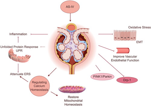 Figure 2. AS-IV may treat DKD by reducing inflammation, attenuating ERS, regulating calcium homeostasis, restoring mitochondrial homeostasis (via the Drp-1 and PINK1/Parkin signaling pathways), countering oxidative stress, and improving EMT and vascular endothelial function.