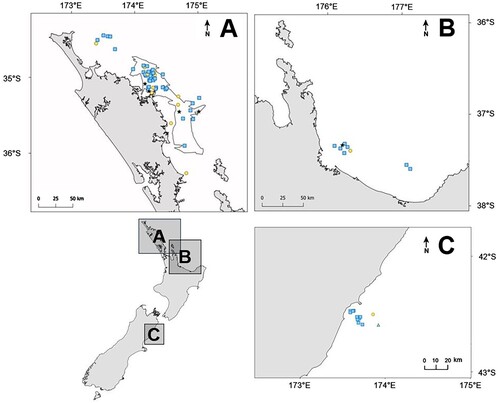 Figure 5. Locations of pilot whale sightings between 2003 and 2019 (n = 81) off the north-east North Island (A), Bay of Plenty (B) and Kaikōura (C), New Zealand. Yellow circles indicate groups consisting of pilot whales only (n = 17). Blue boxes indicate mixed-species groups of pilot whales and oceanic bottlenose dolphins (n = 58). The stars indicate mixed groups of pilot whales, oceanic bottlenose dolphins and false killer whales (n = 5). The triangle in (B) indicates one encounter of a mixed-species group of pilot whales, oceanic bottlenose dolphins and southern right whale dolphins (n = 1). The polygon represents the survey area of the research vessel Manawanui between 2016 and 2019, with boundaries based on the outermost survey locations (polygon area = 4128.29 km2).