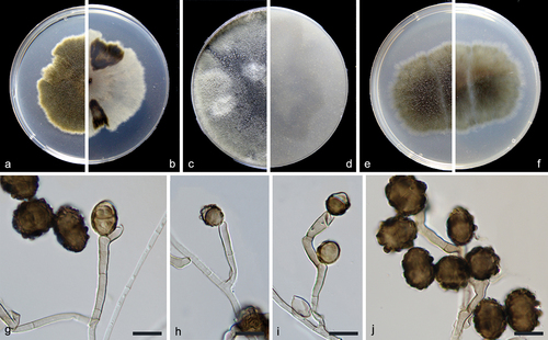 Figure 2. Alternaria xizangensis (from ex-holotype CGMCC 3.27272). (a–b) Surface and reverse of the colony on PDA. (c–d) Surface and reverse of the colony on OA. (e–f) Surface and reverse of the colony on MEA. (g–j) Conidiophores and conidia. Scale bars: g–j = 10 µm.