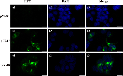 Figure 2. Transient expression of YidR and IL-17 in HEK293T cells by a confocal fluorescence microscopy. HEK293T cells were transfected with plasmid pVAX1 (a1–a3), p–IL17 (b1-b3), or p-YidR (c1–c3) for 36 h. Transient expression of proteins was detected with anti-His mouse monoclonal antibody. FITC: FITC-conjugated goat anti-mouse IgG; DAPI: cell nuclei; Merge: the overlay fluorescence images of FITC and DAPI; the scale bar is 20 µm.
