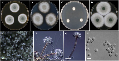 Figure 4. Morphology of Aspergillus sublatus (KACC 46824). (A–D) Colonies grown on MEA, CYA, DG18 and YES media after 7 days at 25 °C from left to right. (E) Conidial head on MEA, (F,G) Conidiophores with conidial head & (H) Conidia. Scale bars: E = 125 µm, F, G = 25 µm, H = 5 µm
