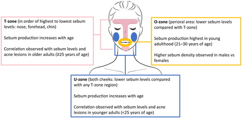 Figure 2. Sebum production trends by facial region. Sebum levels are highest on the nose, followed by the forehead and chin (comprising the T-zone), and are lowest on the cheeks (comprising the U-zone), regardless of the presence of acne lesions (Citation86,Citation87). Differences in sebum production have also been noted based on patient age and sex (Citation85,Citation87).