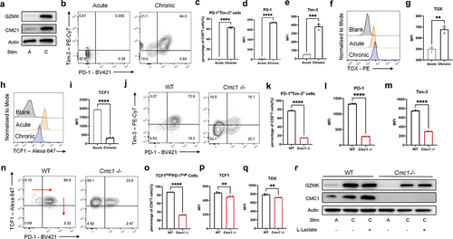 Figure 4. CMC1 deficiency attenuates CD8+T cells exhaustion-like development during chronic TCR stimulation.