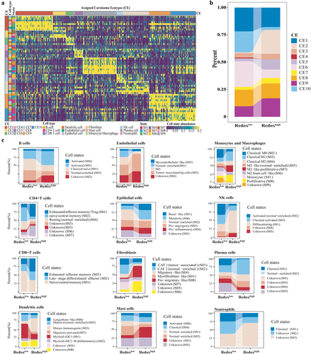 Figure 4. Comparative analysis of cell communities and states across metabolic Phenotypes. (a) Distribution of cell states and carcinoma ecotypes (CEs) within the TCGA LUAD cohort. The horizontal axis denotes tumor samples, while the vertical axis categorizes cell states (S01-S09) and their respective cell types (e.g., CD8+T cells) found in each tumor sample. The heatmap illustrates the proportion of each cell state within its corresponding cell type. CEs were identified by clustering the predominant cell state of each cell type within individual samples. Details on cell state annotation and marker genes are provided in Supplemental Table S3. (b) CE comparison across metabolic phenotypes. (c) Comparison of predominant cell states by cell type across metabolic phenotypes.