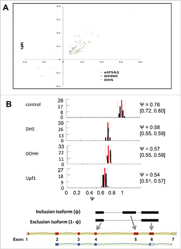 Figure 6. Alternative splicing-coupled NMD of ribosomal protein genes. (A) Scatter plot for genes in the “cytosolic ribosome” GO category, displaying co-regulation of transcripts by knockdown of Upf1 and by knockdown of eIF5A1, DHS or DOHH. Parameters are as in Figure 3C (note log scale). (B) Evidence for AS-NMD in RPS3 transcripts. Isoform expression in control and knockdown samples was analyzed by the MISO method, where Ψ represents the fraction of transcripts containing exon 5. Histograms show Ψ value distributions (abscissa, Ψ value; ordinate, percent frequency) with 95% confidence intervals (dotted lines). The Ψ values are listed together with 95% confidence intervals (square brackets). Bayes factors were >1012 in all samples except for the eIF5A1 knockdown (not shown). Diagrams below illustrate the alternatively spliced junctions detected (top) and corresponding RNA isoforms (bottom). Exons and introns are depicted as boxes and lines, respectively; filled and open boxes depict translated and untranslated sequences, respectively.