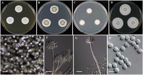 Figure 2. Morphology of Aspergillus puulaauensis (KACC 46504). (A–D) Colonies grown on MEA, CYA, DG18 and YES media after 7 days at 25 °C from left to right. (E) Conidial head on MEA, (F,G) Conidiophores with conidial head & (H) Conidia. Scale bars: E = 125 µm, F, G = 25 µm, H = 5 µm.