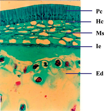 Figure 8 Cellular structure of seed showing seed coat and endosperm. Cu, cuticle; Ep, epidermis; Oi, outer integument; Ii, inner integument; Hc, hourglass cells; Vr, vascular regions; Ed, endosperm; Cot, cotyledons; Pc, palisade-like cells; Ms, mesophyll; Ie, inner epidermis.