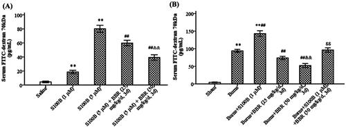 Figure 4. S100B enema increased while berberine pretreatment reduced GVB permeability. Control mice were treated with saline enema, S100B enema (1 or 5 μM), or S100B enema plus BBR (25 or 50 mg/kg/d, 3 d) (A). Burned mice were treated with S100B enema (1 μM), BBR (25 or 50 mg/kg/d, 3 d), or S100B enema plus BBR (B). Serum FITC-dextran 70 kDa was assayed 12 h after S100B enema. Data were expressed as mean ± SD. **p < 0.01 vs. saline or sham; ##p < 0.01 vs. S100B (5 μM) or Burns; &&p < 0.01 vs. S100B (5 μM) plus BBR (25 mg/kg/d, 3 d) or Burns plus BBR (25 mg/kg/d, 3 d); δδp < 0.01 vs. Burns plus S100B (1 μM).