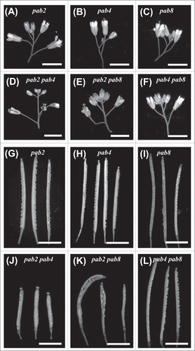 Figure 4. Flower, silique, and embryo development of pab mutants. Flowers (top panels) and dissected siliques (bottom panels) showing developing embryos are shown for wild-type and class II PABP mutants. Bar represents 5 mm.
