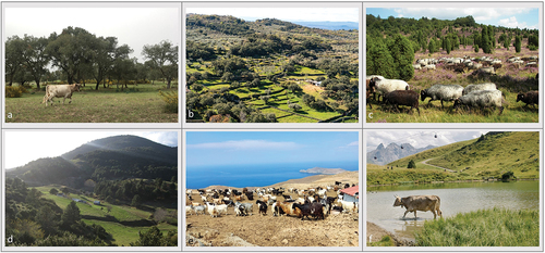Figure 2. Typical views on extensively managed landscapes from our six case study regions. a) cattle in Ribatejo region, Portugal (photo by Conceição Caldeira); b) terraced fields mixed with oak trees in Extremadura, Spain; c) sheep in the heath meadows around Lüneburg, Germany (photo by Willow on Wikimedia Commons [CC-BY 2.5]); d) semi-mountainous pastures in the Lemnos region close to Mt. Olympus National Park, Greece (photo by Vasileios Deligiannis); e) nutrient-poor grasslands with goats on Lemnos island, Greece (photo by Danae Sfakianou); f) cattle in touristically used alpine pastures in the Allgäu region, Germany (photo by Marlene Haiberger on unsplash).