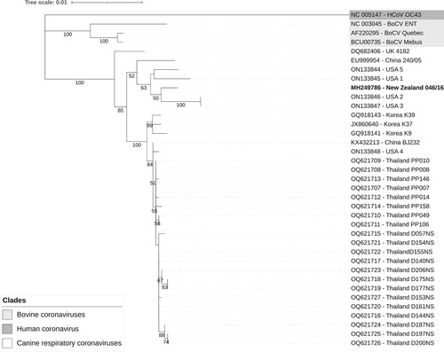 Figure 4. Evolutionary relationships of canine respiratory coronaviruses from various countries based on partial nucleotide sequences of the spike gene (n = 37). The New Zealand sequence is in bold. The evolutionary history was inferred by using the maximum likelihood method and Tamura-Nei model (Tamura and Nei Citation1993). The tree with the highest log likelihood (–5,109.77) is shown. The percentage of trees in which the associated taxa clustered together in the bootstrap test (100 replicates) is shown below the branches for values ≥ 50%. Initial tree(s) for the heuristic search were obtained automatically by applying Neighbor-Join and BioNJ algorithms to a matrix of pairwise distances estimated using the Tamura-Nei model, and then selecting the topology with superior log likelihood value. A discrete Gamma distribution was used to model evolutionary rate differences among sites (five categories (+G, parameter = 0.1139)). The tree is drawn to scale, with branch lengths measured in the number of substitutions per site. All positions with <90% site coverage were eliminated (i.e. <10% alignment gaps, missing data, and ambiguous bases were allowed at any position (partial deletion option)). There were a total of 2,457 positions in the final dataset. Evolutionary analyses were conducted in MEGA11 (Tamura et al. Citation2021). Tree was visualised using Interactive Tree of Life online tool (Letunic and Bork Citation2021).