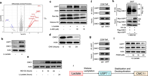 Figure 5. Lactate enhances CMC1 expression through USP7-mediated stabilization and de-ubiquitination of CMC1 protein.
