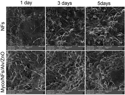 Figure 12. The SEM images of human gingival fibroblast cells (HGF) adhered on the surfaces of A) NFs, and B) Myco/Nfs/ZnO/Alv nanofibrous mat after 1, 3, and 5 days.