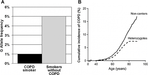 Figure 4 Effect of ECSOD binding tail mutation on COPD risk in smokers. A. This Figure is adapted from Young et al. (Citation[54]) and shows smokers who have not developed COPD have a significantly higher incidence of the G allele at the R213G locus as compared to smokers who developed COPD. This protection from the effects of smoking is presumed to be related to increased levels of ECSOD secreted into the alveolar lining fluid, and thereby, more effective antioxidant protection from airborne oxidants found in cigarette smoke. B. This figure is adapted from Juul et al. (Citation[3]). This prospective study followed individuals for an average of 24 years and found that individuals heterozygous for the ECSOD R213G mutation had significantly lower COPD morbidity and morality rates as compared to individuals that were noncarriers for this ECSOD mutation.