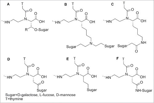 Figure 8. α -modified sugar PNA. Structure adapted from refs. Citation94,95