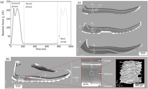 Figure 1. (a) Reaction foot-ground force fz during a stride of a runner (75 kg, 12 km h−1), adapted from previous studies (Clarke et al., Citation1983; Nigg, Citation1986). (b) Vertical slice obtained by X-ray tomography of the first studied running shoe with a zoom on the sole structure and on the 3D microstructure of its midsole foam F1 obtained by X-ray microtomography. (A) Stiffer plate and (B) air volume inserted in the midsole. (c) Vertical slices obtained by X-ray tomography of the other studied soles and their respective midsoles F2, F2*, F3 and F4 (for (b) and (c), see materials and methods for acquisition parameters and shoes information).