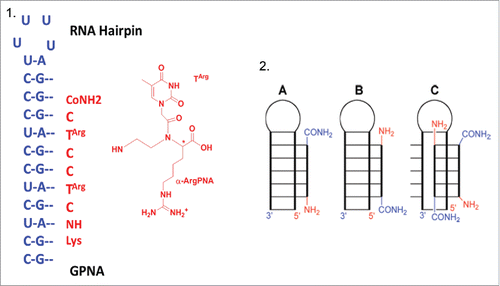 Figure 10. 1) RNA hairpin structure and Targ monomer; 2) Representation of binding modes: (A) parallel triple helix, (B) antiparallel triple helix, (C) strand invasion triplex. Source: Biochemistry 2012; 51: 63-73.