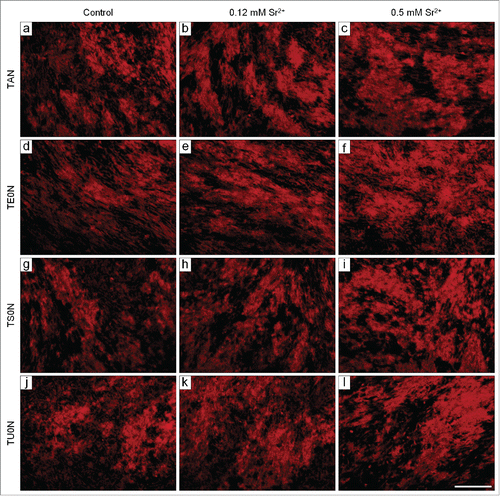Figure 8. Fluorescence micrographs of the mineralized matrix stained with Alizarin red. Cells were cultured under mineralizing conditions for 28 days. Typical mineralized nodules were observed in all analyzed conditions. They seemed more developed in the treated samples, especially in those treated with 0.5 mM Sr2+. Scale bar: 100 μm.
