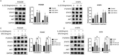 Figure 3. SFI inhibits the STAT3/AKT branch activated by IL-22 treatment in PC9/GR and H1975 cells. (A, B) Western blot of PC9/GR and H1975 cells determining p-STAT3 and p-AKT following stimulation with IL-22 (50 ng/mL) for 10 or 30 min. (C, D) Western blot analysis of PC9/GR and H1975 cells was stimulated with IL-22 (50 ng/mL) for 20 min after pre-treated or not with 10 mg/mL SFI for 24 h or 48 h. Results are expressed as mean ± SEM (n = 3) *p < 0.05, **p < 0.01, ***p < 0.001 when compared with control group; #p < 0.05, ##p < 0.01, ###p < 0.001 when compared with IL-22 group in A, B, C, and D.