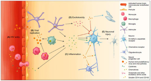 Figure 1 The effects of HIV on the cells of the central nervous system.