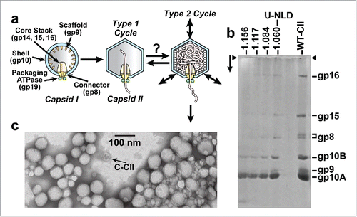 Figure 1. DNA packaging of the related phages, T3 and T7. (A) DNA packaging in vivo is illustrated with capsid II participating in the type 1 and proposed type 2 cycles (reviewCitation4). (B) U-NLD capsid II and particles from neighboring fractions [fraction density (g/ml) indicated at the top] are analyzed by SDSPAGE in a 9% polyacrylamide separating gel. The lane labeled WT-CII has wild type T3 NLD capsid II; the lane labeled U-NLD has T3Su-1 U-NLD capsid II. The arrow indicates the direction of electrophoresis; arrowheads indicate origins of electrophoresis. Some gp9 scaffolding protein is present in capsid II. The gp9/gp10 ratio is, however, higher for capsid I. For reasons not known, wild type gp8 formed a doublet band, which it usually does not. (C) EM of U-NLD capsid II with the procedure of references Citation27 and Citation28.