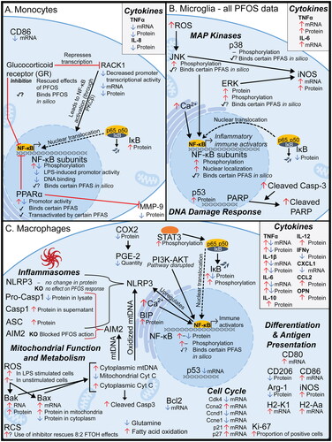 Figure 2. Visual summary of mechanisms of PFAS toxicity observed in monocytes, microglia, and macrophages. PFAS have been shown to disrupt immune signaling and other pathways in (A) monocytes (Corsini et al. Citation2011, Citation2012, Citation2021; Racchi et al. Citation2017; Masi et al. Citation2022), (B) microglia (Yang et al. Citation2015; Wang et al. Citation2015; Zhu et al. Citation2015; Ge et al. Citation2016; Lin et al. Citation2022), and (C) macrophages (Chang et al. Citation2005; Miyano et al. Citation2012; Kong et al. Citation2019; Wang, Liu et al. Citation2021; Tian et al. Citation2021; Yu et al. Citation2022; Lee et al. Citation2022; Wang, Tan, et al. Citation2023). Black arrows and red lines with a ‘T’ end indicate normal function (activating and inhibiting, respectively). PFAS-induced endpoints for each gene/protein are shown graphically as red up arrows (increase in signal and/or expression), blue down arrows (decrease in signal/expression), dash (no observed change), checkmark (binding between protein and any PFAS observed in vitro), checkmark with question mark (binding between protein and any PFAS suggested in silico, but not demonstrated in vitro). Details are provided in Supplemental Table S1. AIM2: absent in melanoma 2; arg-1: Arginase 1; ASC: Apoptosis-associated speck-like protein containing a CARD; BAK: Bcl-2 homologous antagonist killer; BAX: Bcl-2-associated X protein; BCL-2: B-cell lymphoma 2; BIP: Binding immunoglobulin protein; Casp1: Caspase 1; Casp3: Caspase 3; CCL2: Chemokine ligand 2, also called MCP-1; CXCL1: Chemokine (CXC motif) ligand 1; CD: Cluster of differentiation (multiple types); COX2: Cytochrome c oxidase II; cyt C: Cytochrome C; ERK: Extracellular signal-regulated kinase; H2-Aa: Histocompatibility 2, class II antigen A, alpha; H2-K1: histocompatibility 2, K1, K region; IFNγ: interferon-γ; IκB: nuclear factor of κ-light polypeptide gene enhancer in B-cells inhibitor; IL: Interleukin (several types); iNOS: Inducible nitric oxide synthase; JNK: c-Jun N-terminal kinase; KO: knockout; LPS: Lipopolysaccharide; MAPK: Mitogen-activated protein kinase; MMP9: Matrix metallopeptidase-9; mtDNA: Mitochondrial DNA; NF-κB: Nuclear factor κ-light-chain-enhancer of activated B-cells; NLRP3: NOD-like receptor family pyrin domain containing 3; OPN: Osteopontin; PARP: Poly (ADP-ribose) polymerase; PGE-2: Prostaglandin E2; PI3K: Phosphoinositide 3-kinase; PKCβ: protein kinase Cβ; PPARα: peroxisome proliferator-activated receptor-α; RACK1: Receptor for activated C kinase 1; RCS: Reactive carbonyl species; ROS: Reactive oxygen species; STAT3: Signal transducer and activator of transcription-3; TNFα: tumor necrosis factor-α.