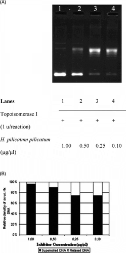 Figure 3 Interfering activities of selected Helichrysum. taxa on DNA topoisomerase I. (A) Agarose gel photograph of the plasmid supercoil relaxation assays in the presence of varying concentrations of H. plicatum plicatum.. Lanes 1–4, supercoil relaxation with 1 unit of DNA topoisomerase I in the presence of decreasing concentrations of H. plicatum plicatum. extracts (1.0 to 0.1 µg/µl). (B) Quantitative assesment of dose-dependence of the inhibition obtained with H. plicatum plicatum.. The percent of sc versus rlx DNA density is shown for each bar. See “Materials and Methods” for the details of sample treatments and gel electrophoresis conditions.